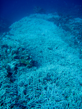 se