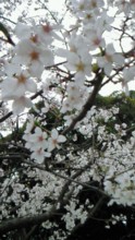 motomachipark01s
