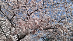 2013sakura