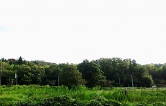 レイブリック