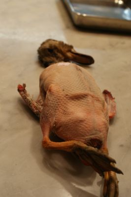 DSC04066_400