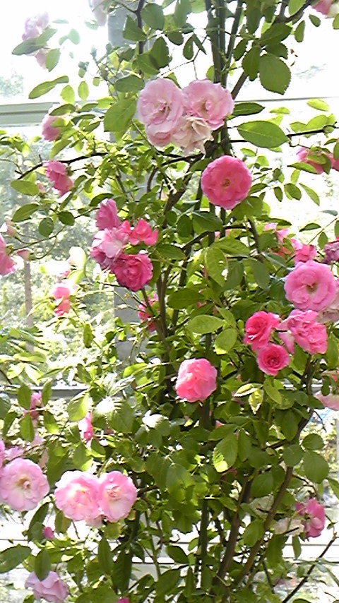 DVC00353