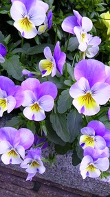 09fce1a9.jpg