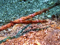P1000090