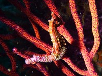 P1000104