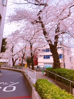 2018¤µ¤¯¤é£±£°