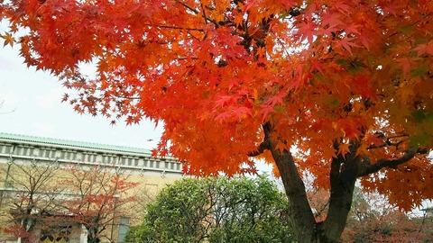 00040001momiji1129