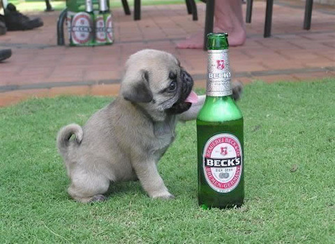 Becksbier