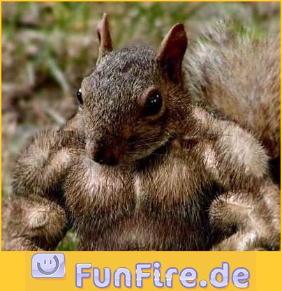 muskeln