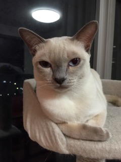 つみれちゃん