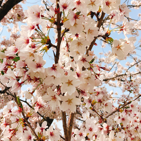 sakura