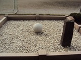 玉