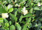 お茶の花