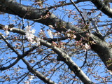 開花