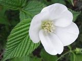 白ヤマブキの花
