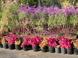 今の花