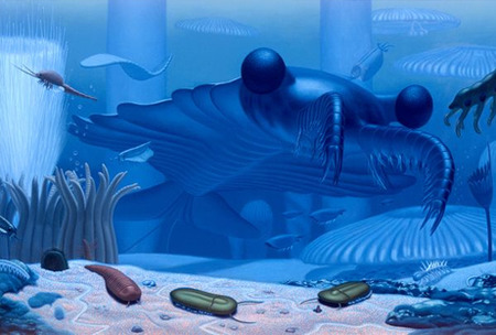 anomalocaris-canadensis-shrimp_28324_big