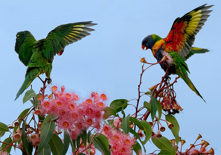 800px-Trichoglossus_haematodus_-open_wings_-Brisbane_-8