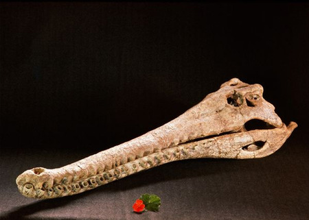 humans-ate-crocodiles-kenya_21172_big