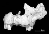 eudald-carbonell-cannibalism-bones_24835_170