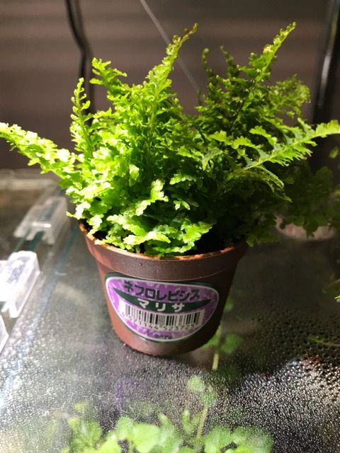 2017-12-31-15-11-05