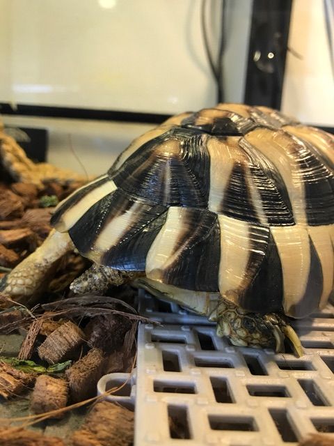 ペットショップのリクガメ事情について 2匹のマルギナータリクガメ フチゾリのライチとマルギナータワンダーランド