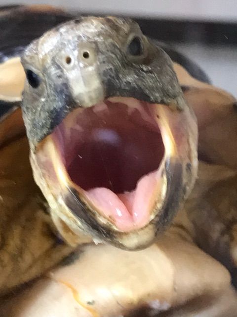 ペットショップのリクガメ事情について リクガメ飼育の免許制について フチゾリのライチとマルギナータワンダーランド