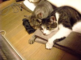 2010_12090031