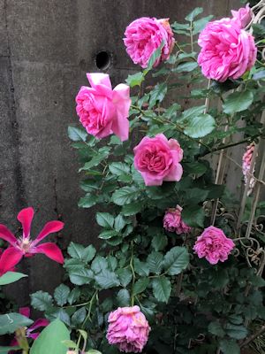 17Mai2017B