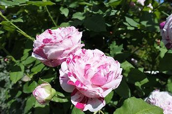 5Mai2017E