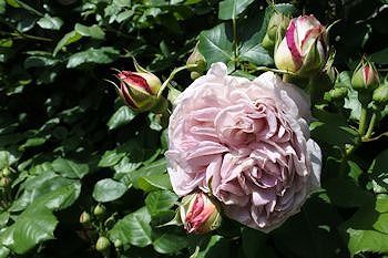 5Mai2017F