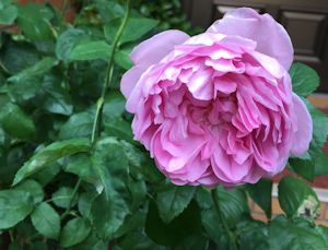 17Mai2017C