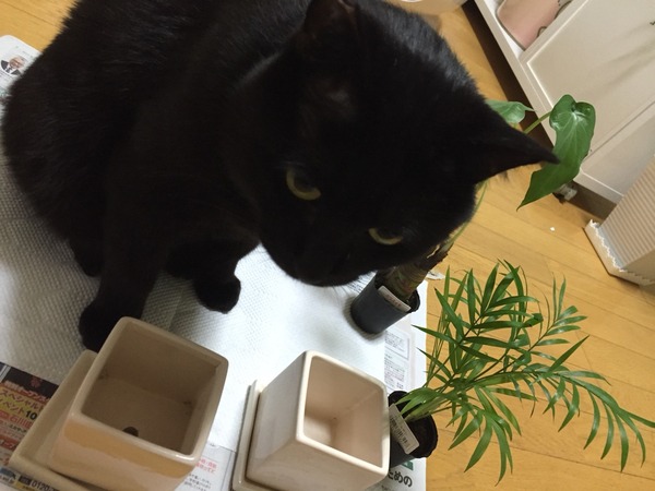 お手伝い