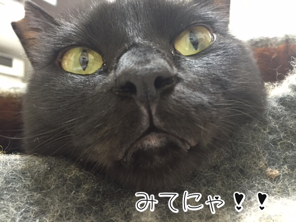 UonQaHDV