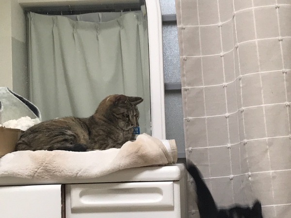 だめ