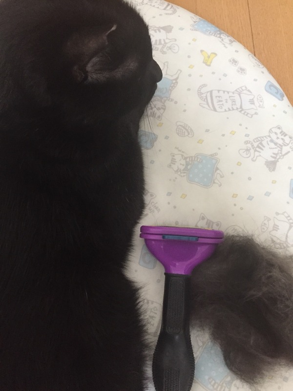 毛