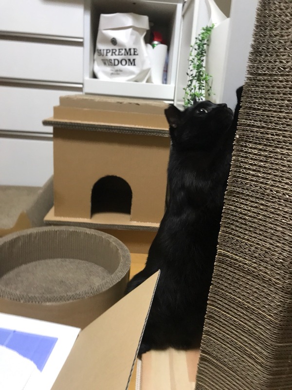 ばりばり
