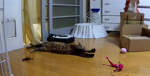 んぱ