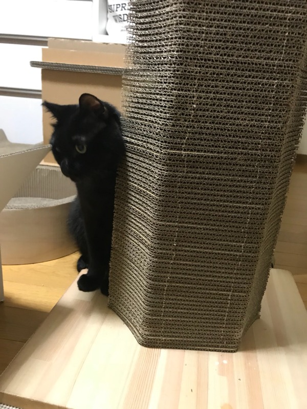 どーしよっかにゃ