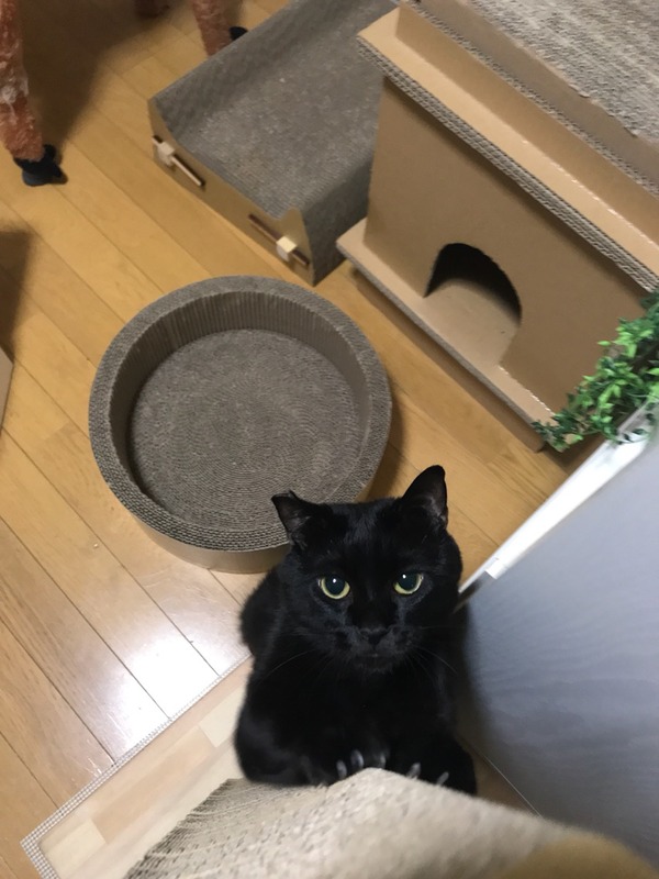 やる気?