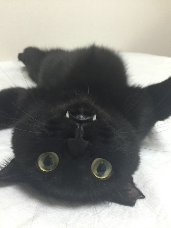 ありがと