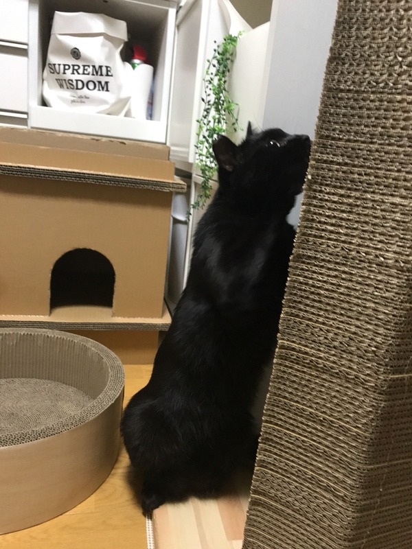やるか