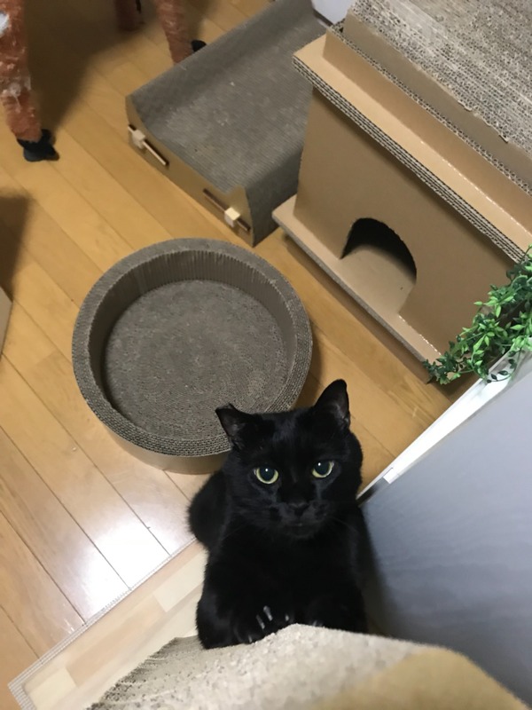 にゃんだ