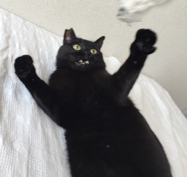 おりゃ