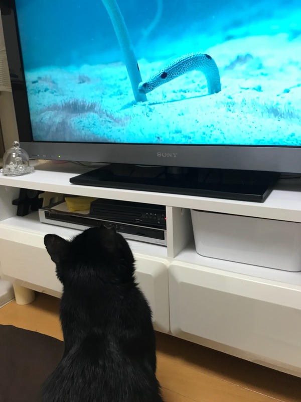 にょろにょろ