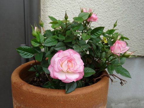 DSC01951