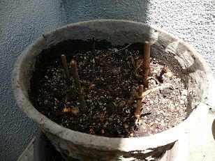 P1100516