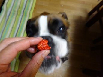 DSC00185