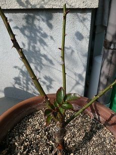 P1100221