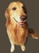 syuuseigrand